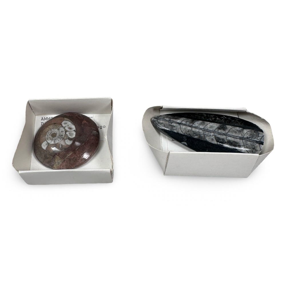 Morocco Fossil Set Ammonite Devonian Orthoceras Silurian Polished Gray Black Red